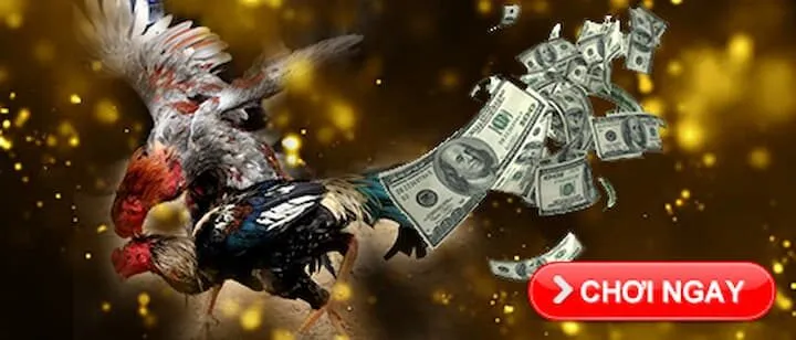 Nhận diện địa chỉ đá gà online đáng tin cậy