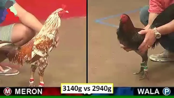 Kèo cược đá gà VN88 kiếm thưởng lớn